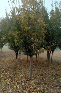ӣ