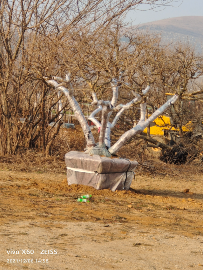 造型石榴樹