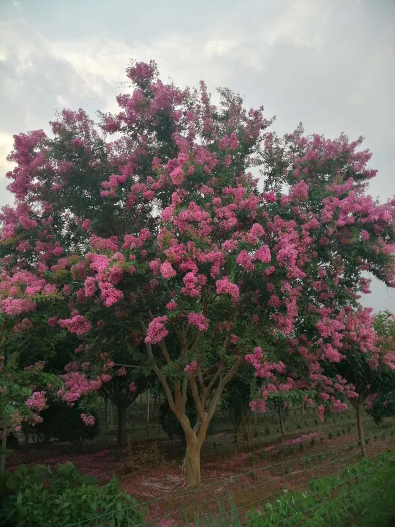 ޱ