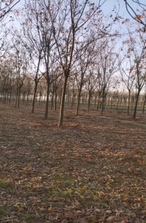 ��ɽ����