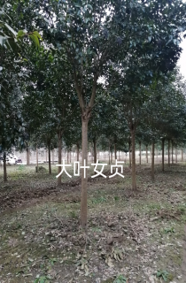 ҶŮ