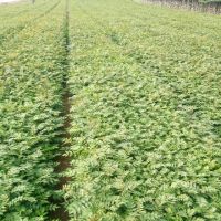 ����ۻ�����