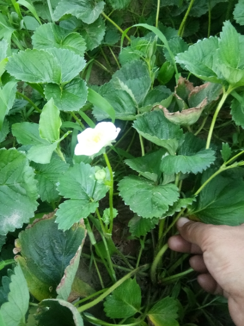 ݮ