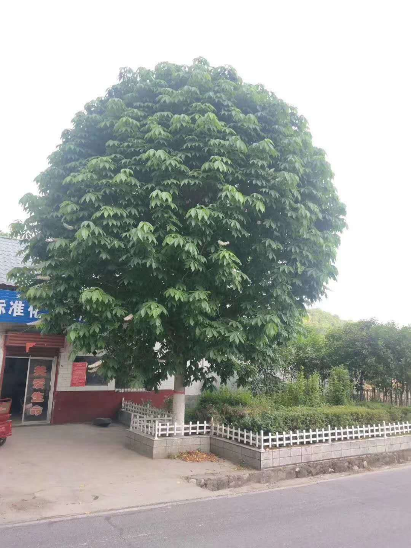 Ҷ