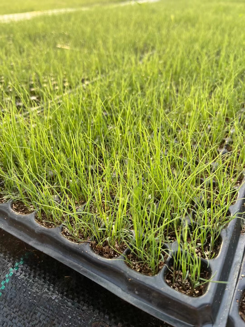 �������Ӳ�