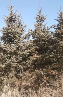 ɼ
