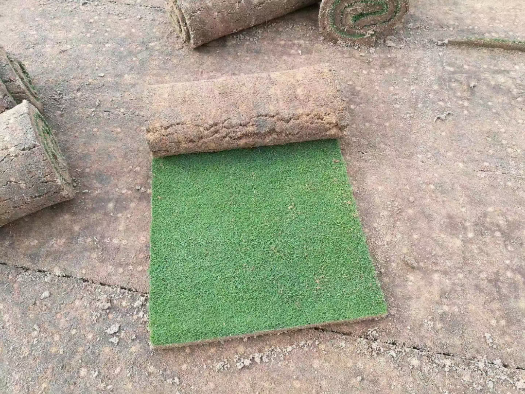 ĺŲ