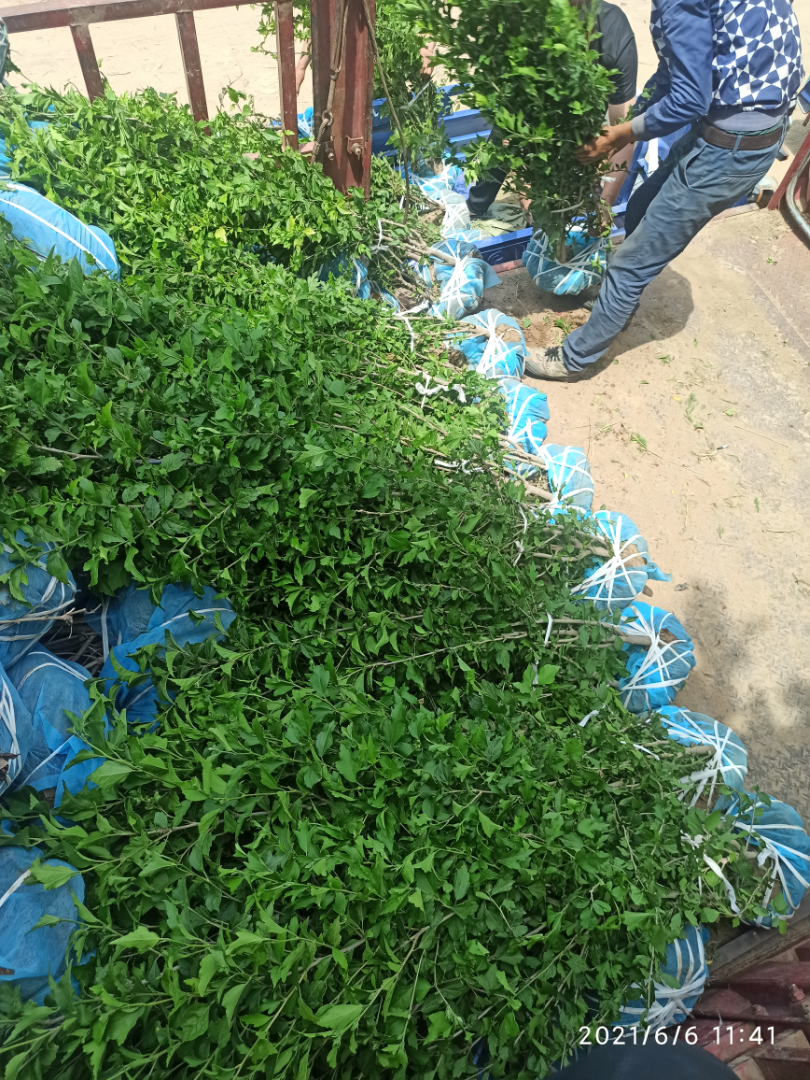 ����ľ��