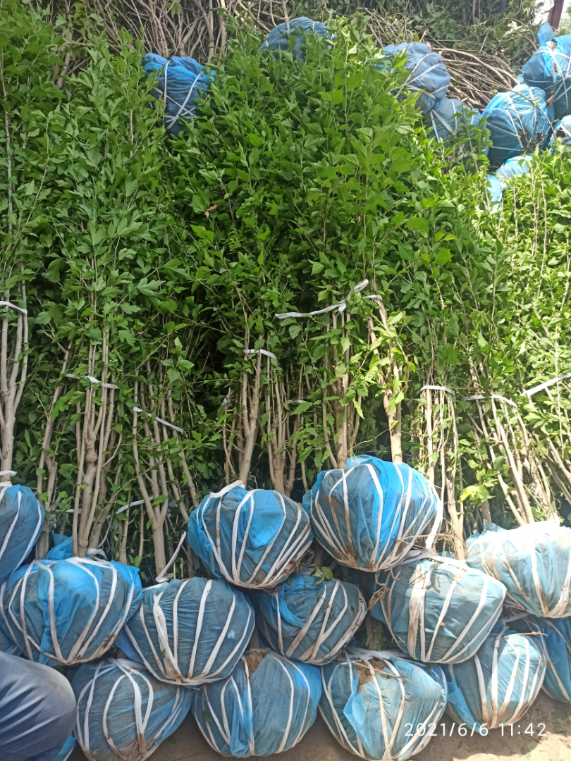 ����ľ��