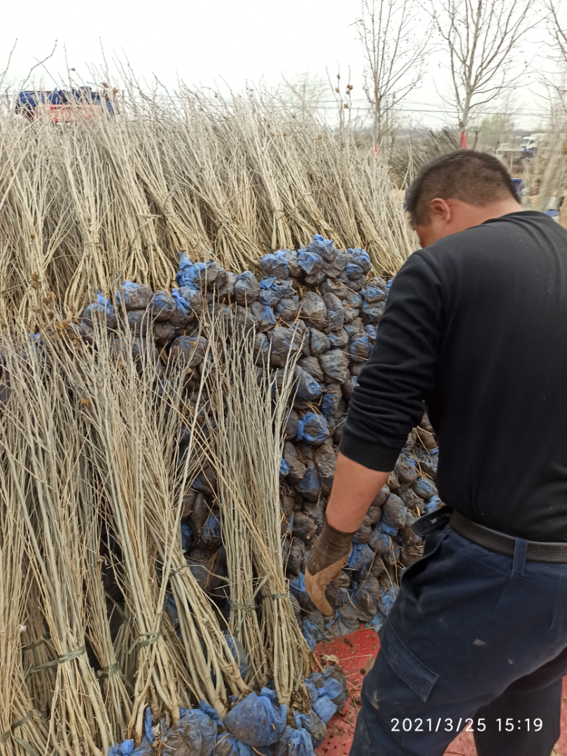 ����ľ��