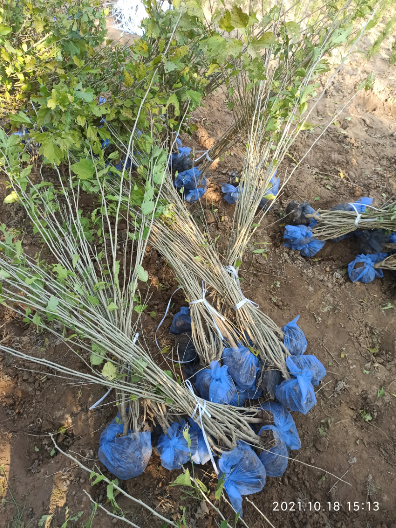 ����ľ��