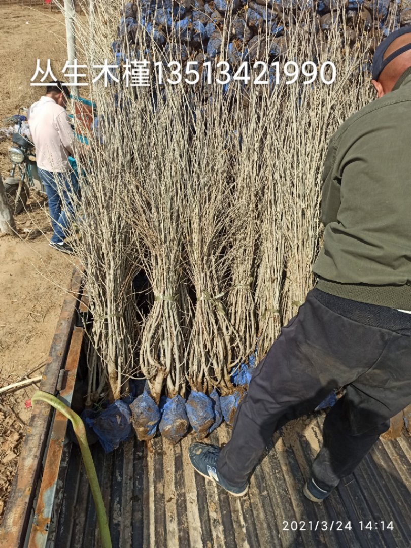 ����ľ��