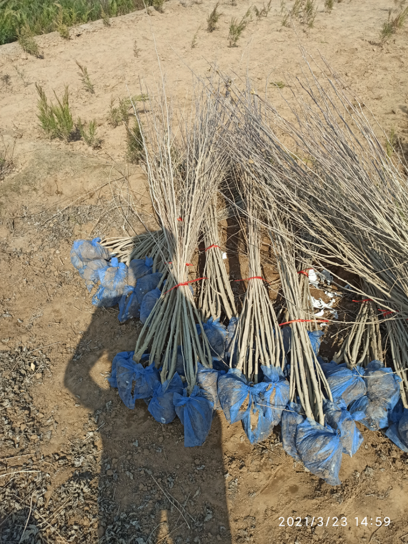 ����ľ��