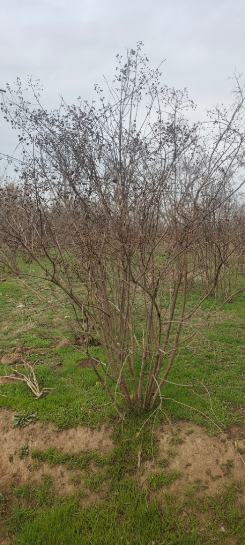 ������ޱ