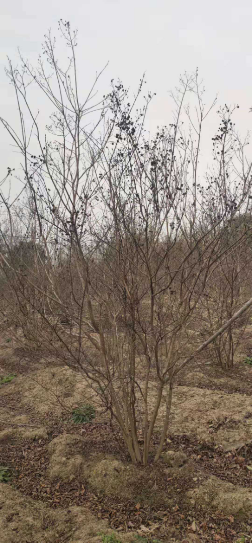 ������ޱ