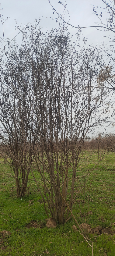 ������ޱ