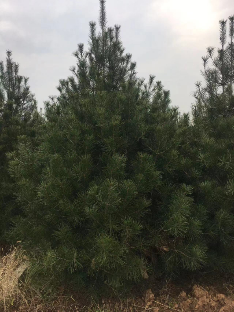 Ƥ