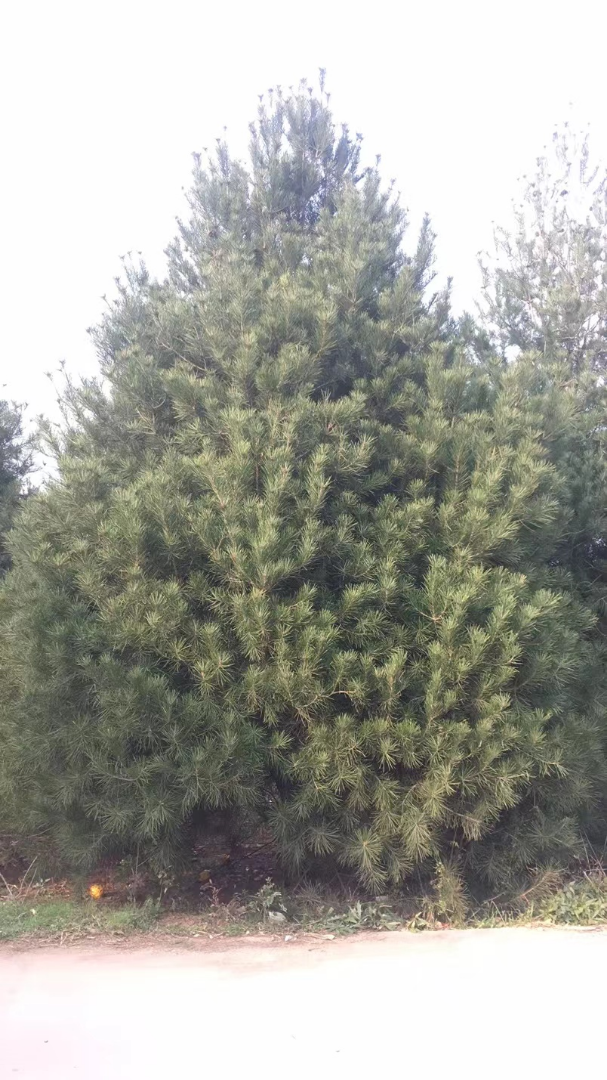 Ƥ