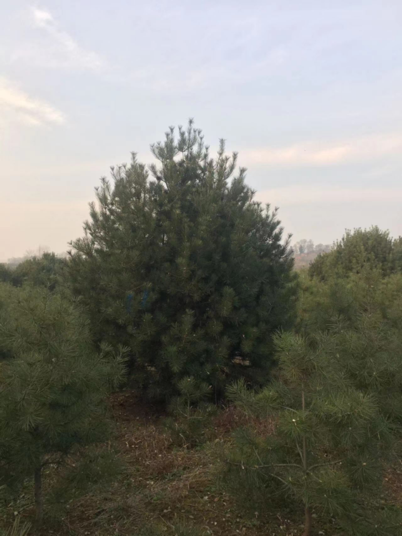 Ƥ