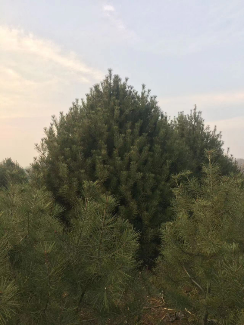 Ƥ