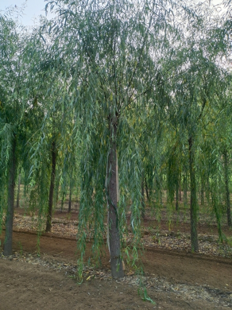 ޽Ӵ