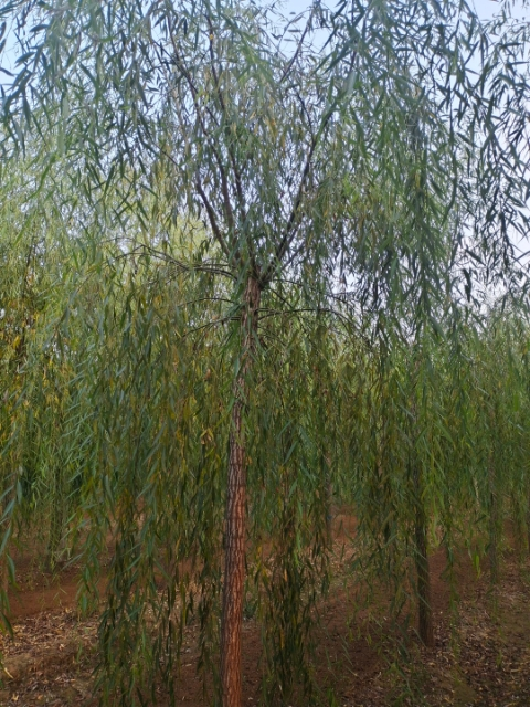 ޽Ӵ