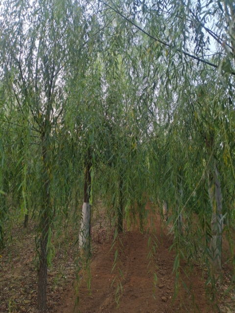 ޽Ӵ