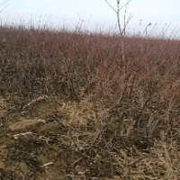 ɽ