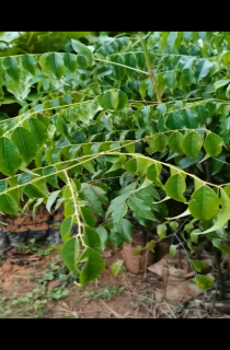 ľ