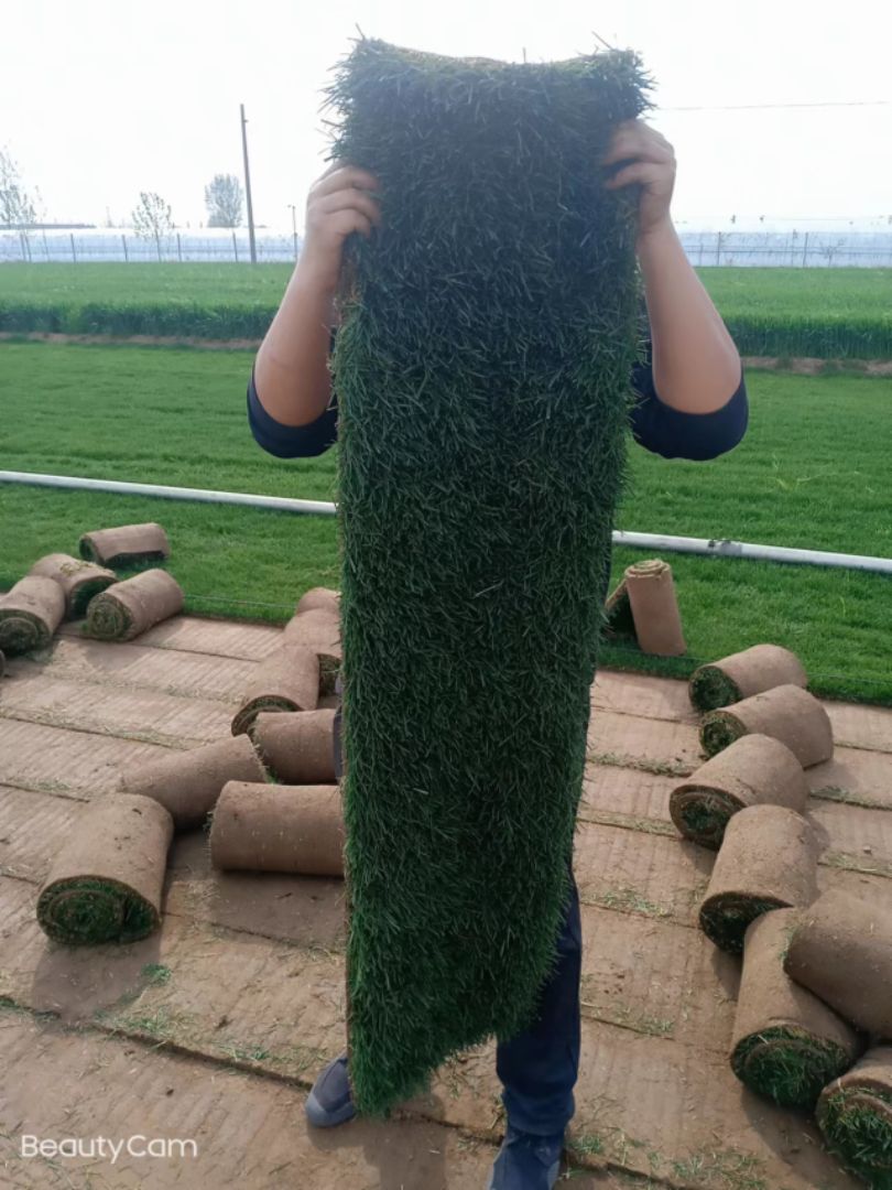 ļƺ