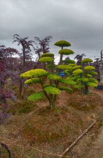 ����СҶŮ��