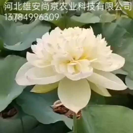 ɻ