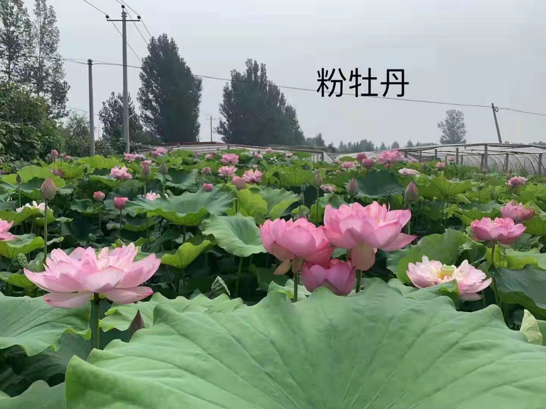 ɻ