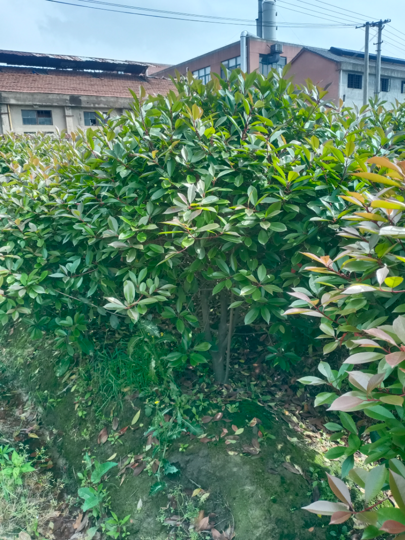 Ҷʯ
