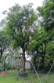 ľ