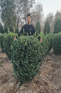 Ҷ