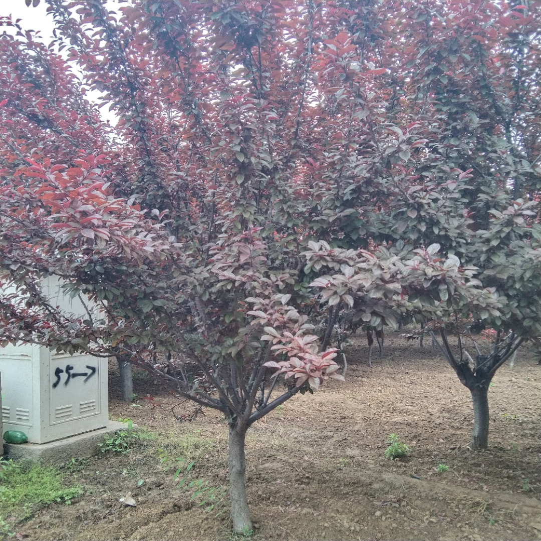 ̫
