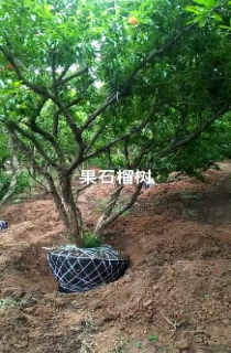 造型石榴树