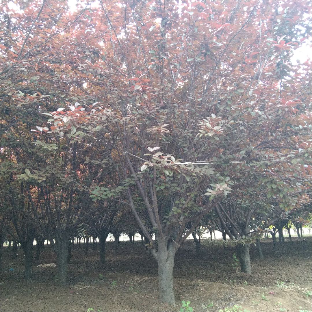 ̫