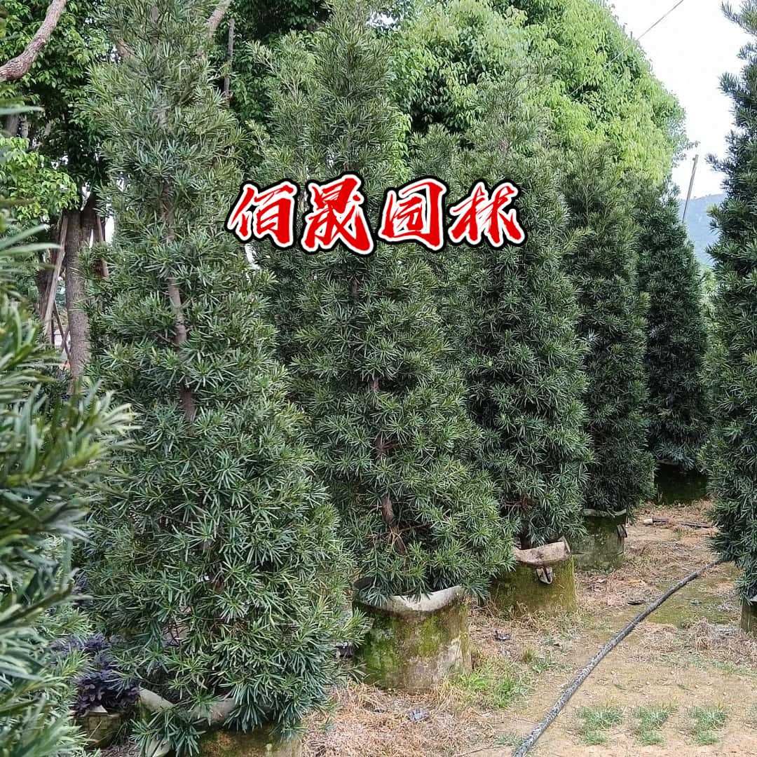 ޺