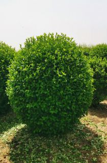 ì