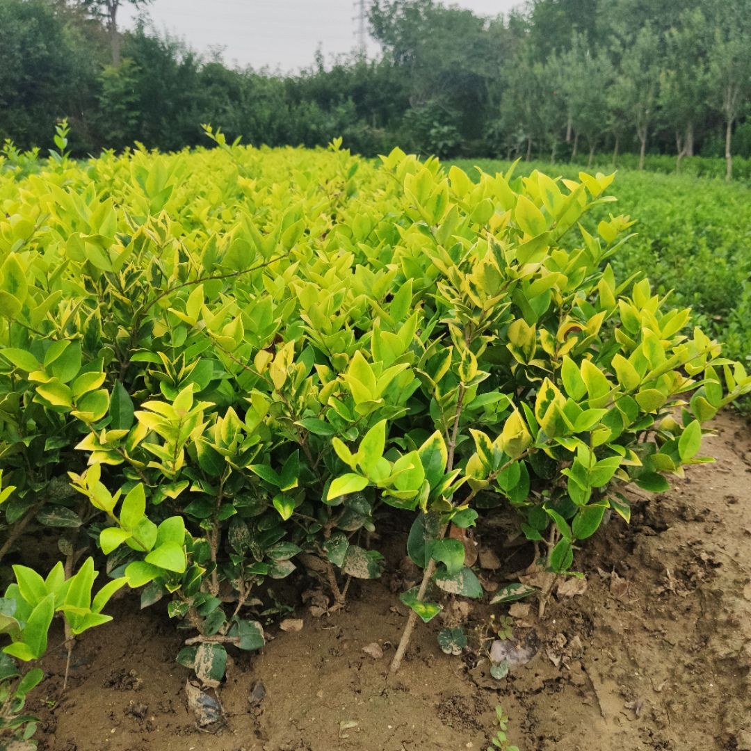 ���ӻ���