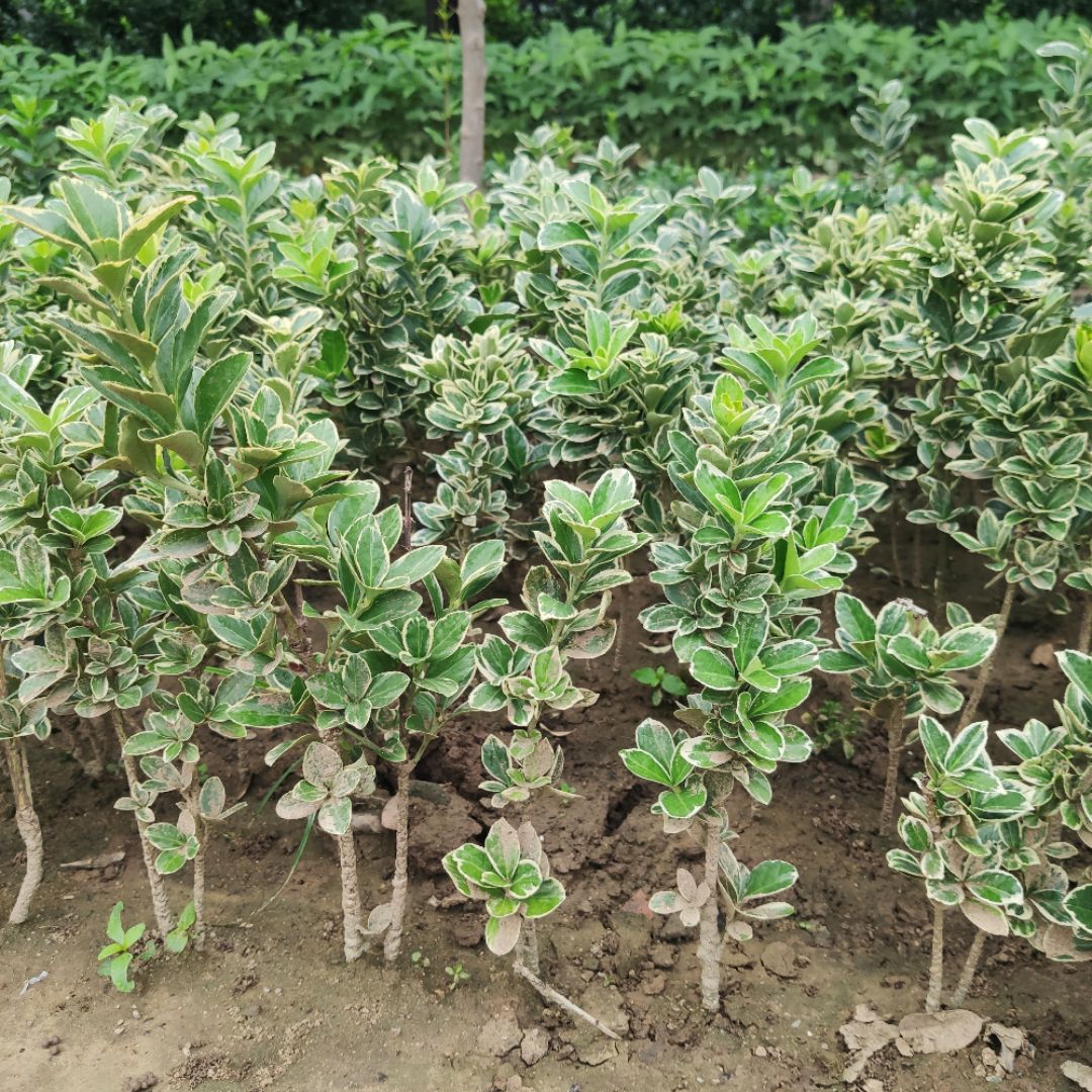 ���ӻ���