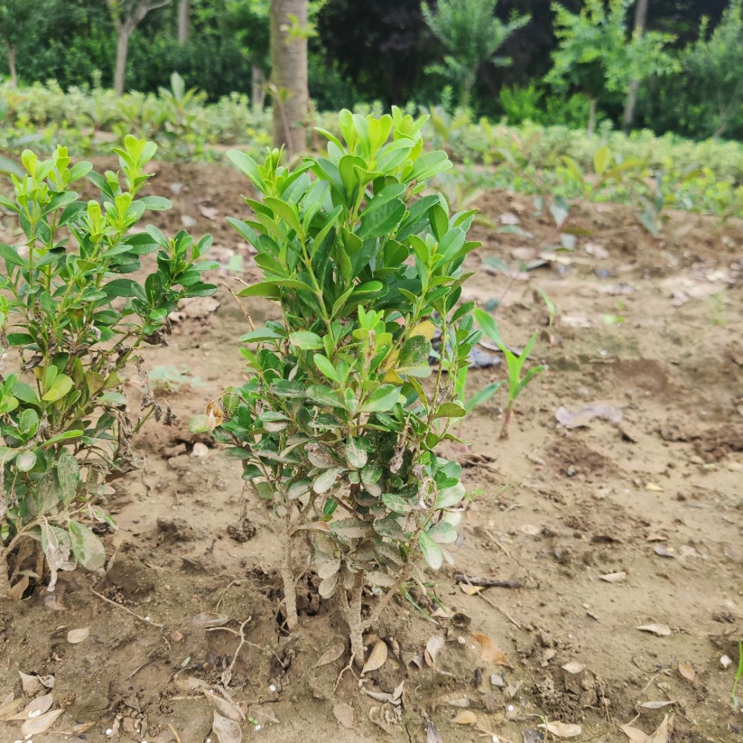 ���ӻ���