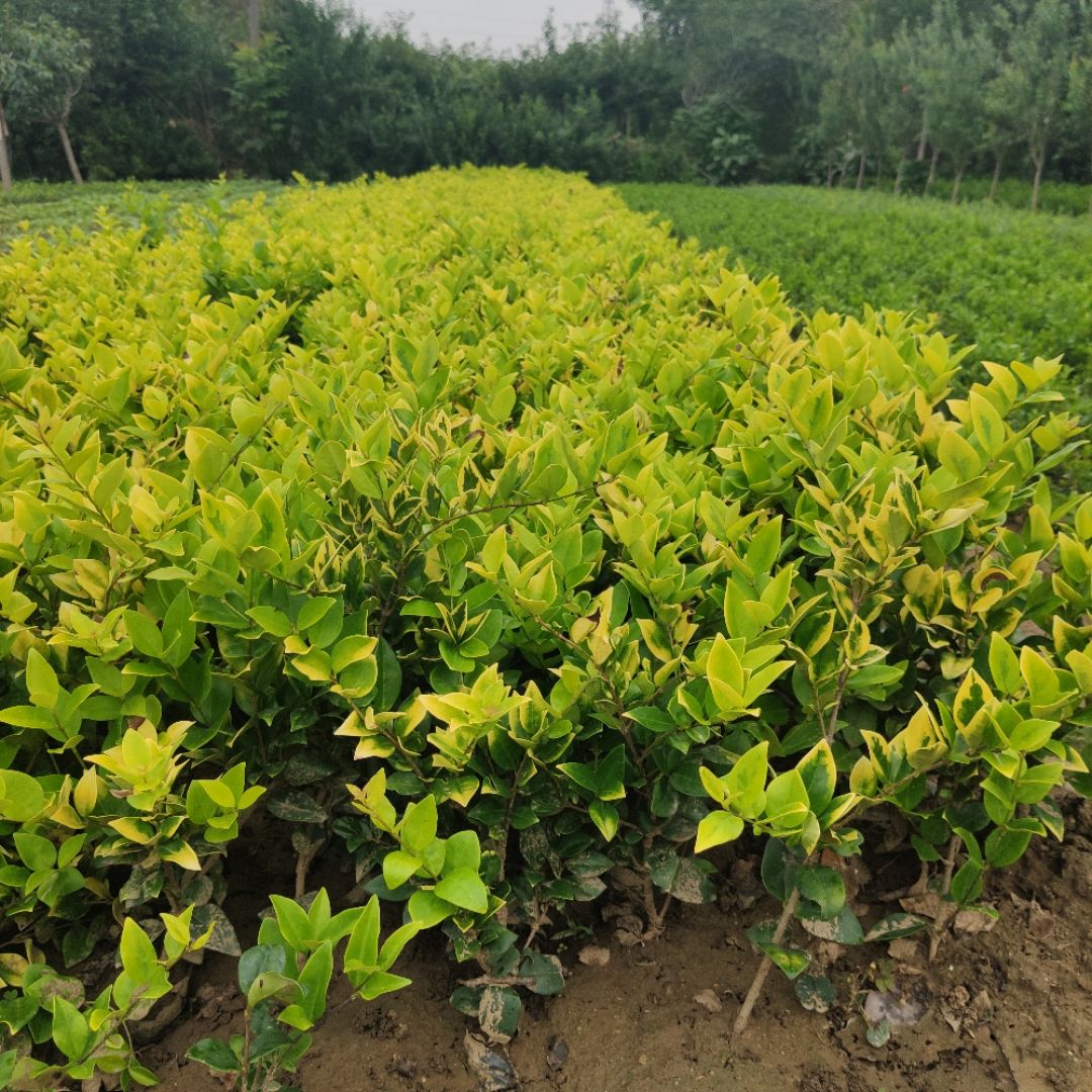 ���ӻ���