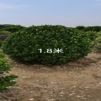 Ҷ