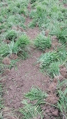 ϸҶ󶬲