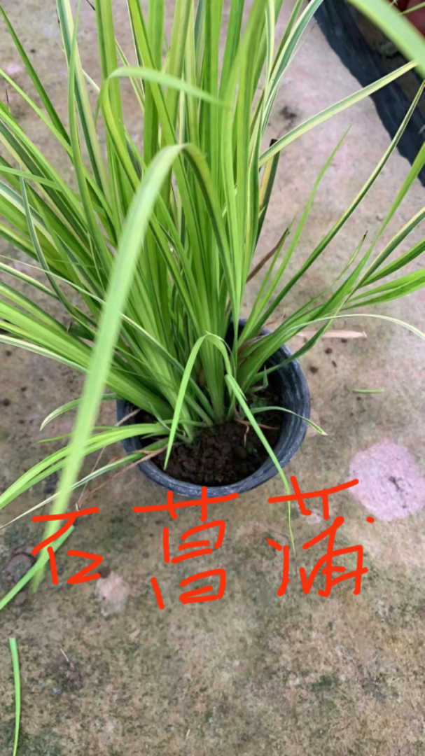 ŷʯ