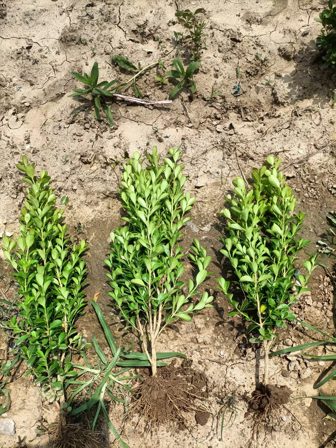 ���ӻ���