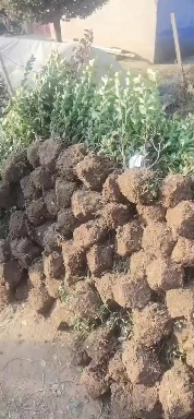 ì